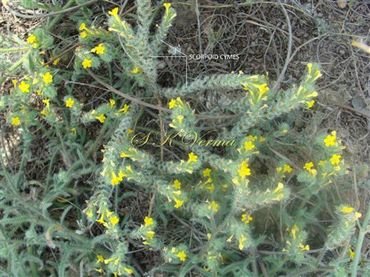    Inflorescence-Scorpoid cymes